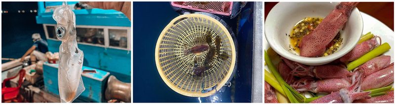 Trải nghiệm câu mực